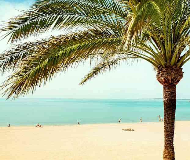 Palmupuu rannalla, taustalla ihmisiä ja meri. (Tekoälyn luoma teksti)