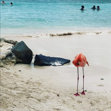 flamingo rannalla Aruballa