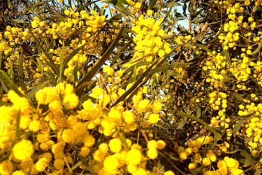 Keltaisena kukkiva mimosapuu