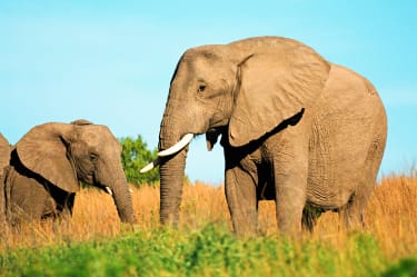 Kaksi norsua, Kariega Game Reserve Eastern Cape Etelä-Afrikka