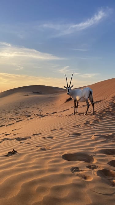 Al Wadi -aavikko