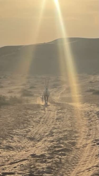Al Wadi -aavikko