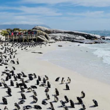 Kymmenittäin pingviinejä vaalella hiekkarannalla.