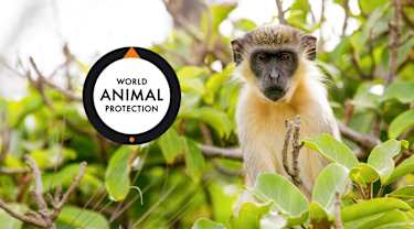 World Animal Protection