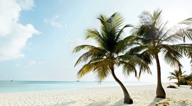 Kuredu Island Resort & Span palmuranta Malediiveilla