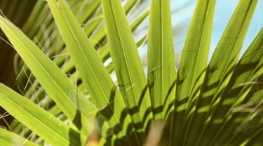 Vihreitä palmunlehviä