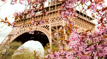 Kukkiva kirsiskkapuu Eiffeltornin edessä
