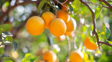 Appelsiinipuu Kreetalla