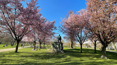 kukkivat kirsikkapuut ja sininen taivas Kööpenhaminassa