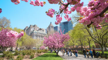 Kirsikkapuu kukki Central Parkissa