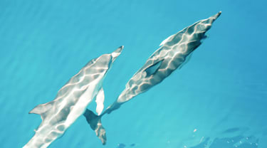 Delfiinejä uimassa meressä