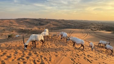 Ras Al Khaimah Al-Wadi-aavikko