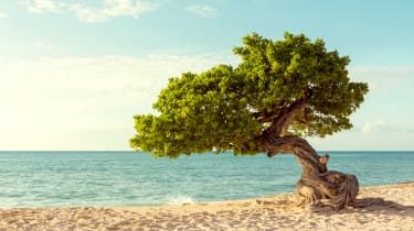 Puu rannalla Aruballa