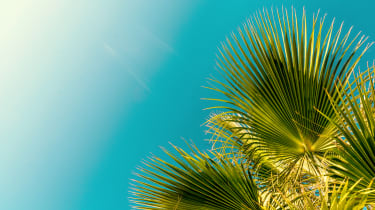 Palmunlehdet vasten sinistä taivasta