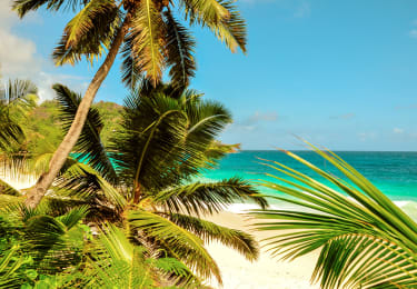 Palmujen takaa näyttäytyy ranta Seychelleillä