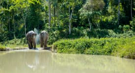 Phuket Elephant Sanctuary - aamupäiväretki
