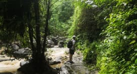 Jungle Safari - Viidakkosafari