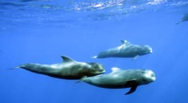 Royal Dolphin -lasipohjavene