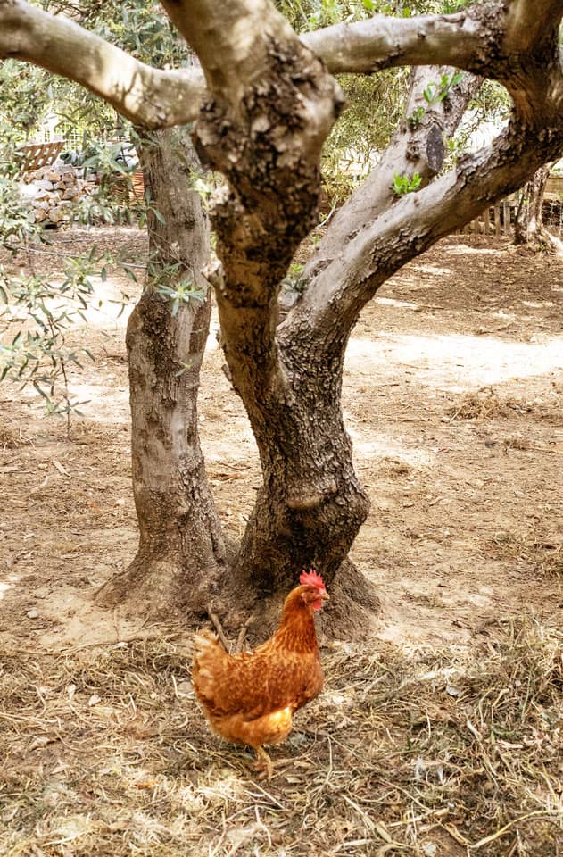 Hotellin puutarhassa kanat saavat käyskennellä vapaasti