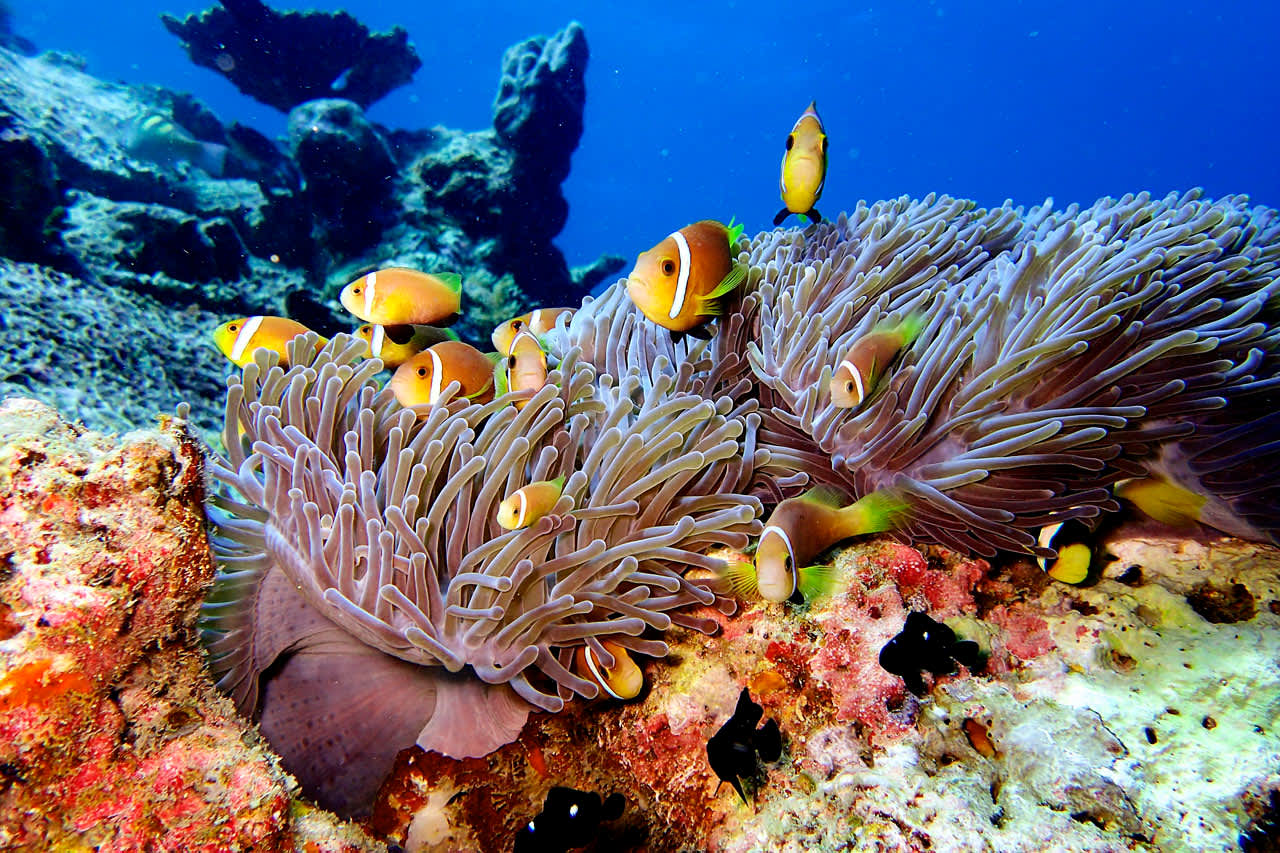 Hotellisaarta ympäröivä mahtava koralliriutta on kuin jättiläismäinen akvaario, jossa on mahdollisuus nähdä yli 100 erilaista kalalajia ja merieläintä niiden luonnollisessa ympäristössä