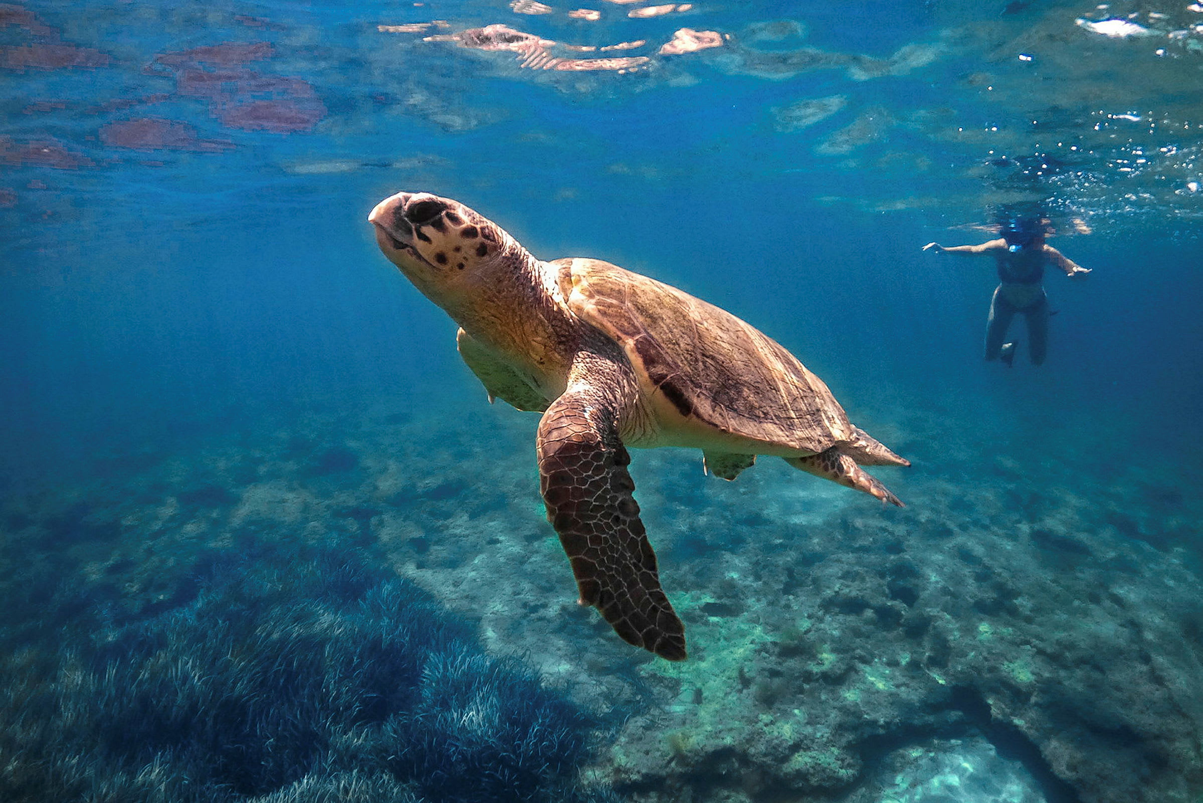 Merikilpikonna ui kirkkaassa vedessä, ja merenpohja on näkyvissä sen alapuolella, taustalla on snorkkelilla varustettu uimari. (Tekoälyn luoma teksti)