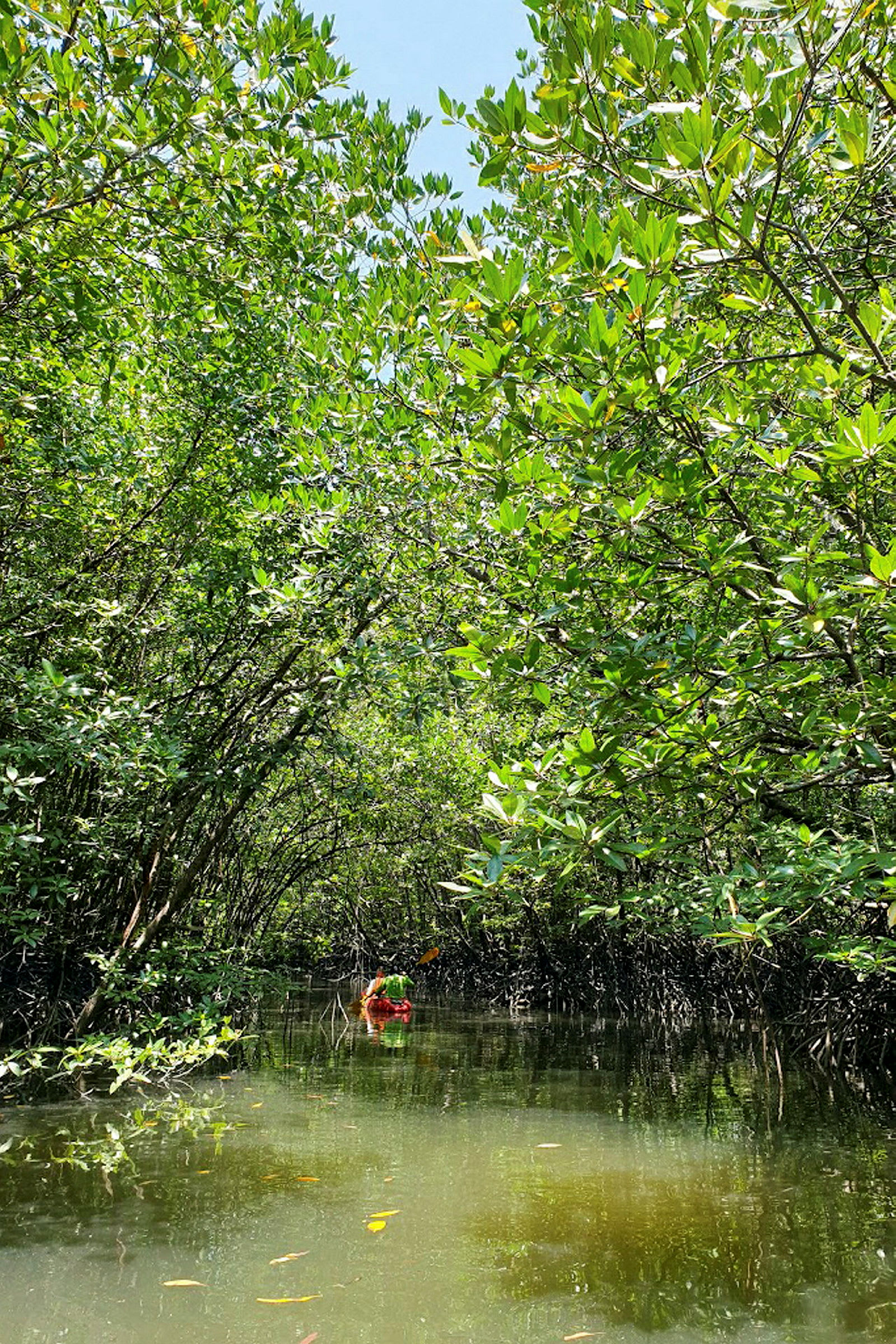 Kuvassa on kajakki, joka meloo tiheän mangrovemetsän ja rauhallisen veden keskellä. (Tekoälyn luoma teksti)
