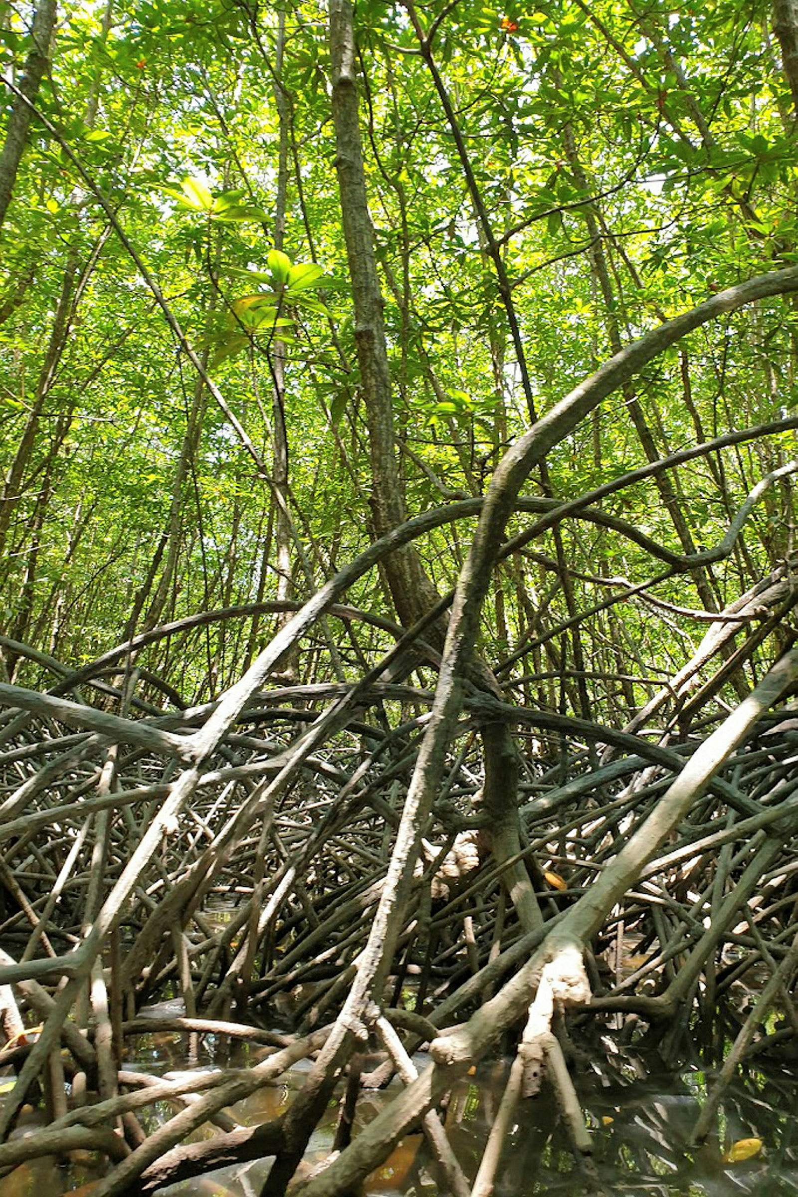 Mangrovesuo, jossa puita ja juuria. (Tekoälyn luoma teksti)