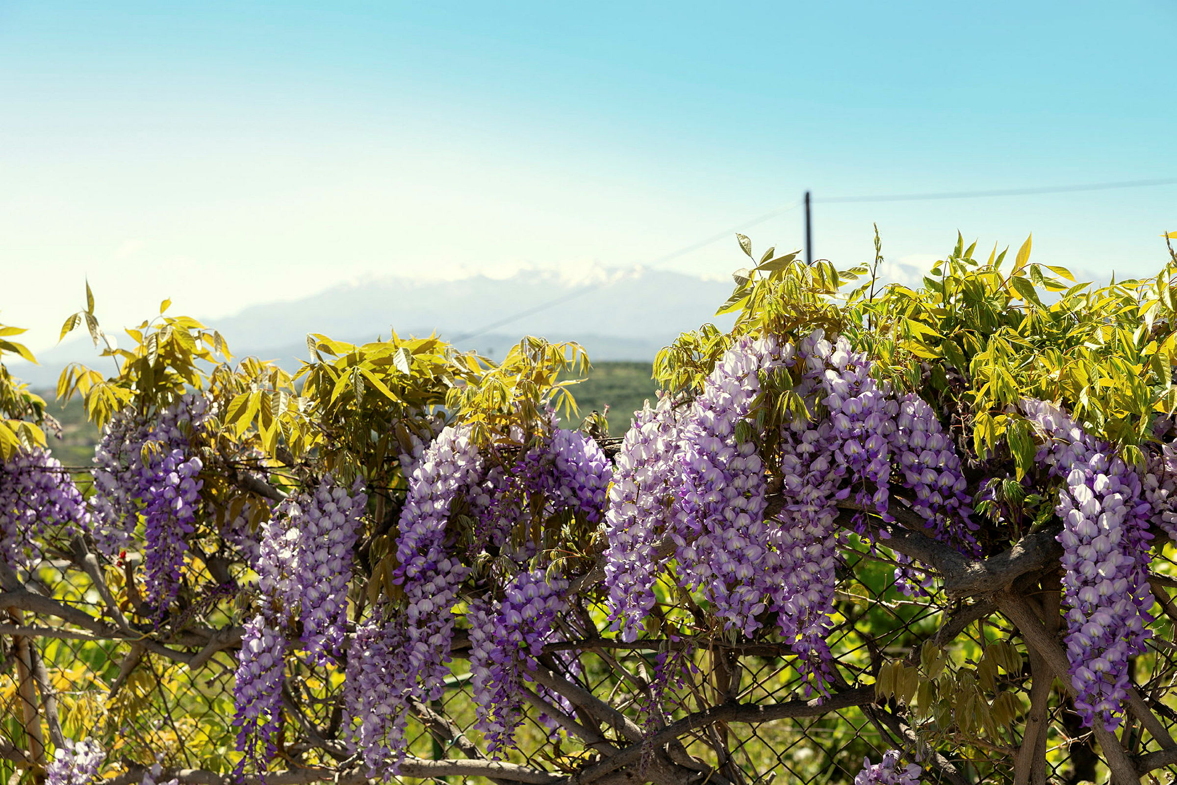 Violetit kukat roikkuvat puuvartisessa kasvissa, taustalla vuoria ja kirkas taivas. (Tekoälyn luoma teksti)