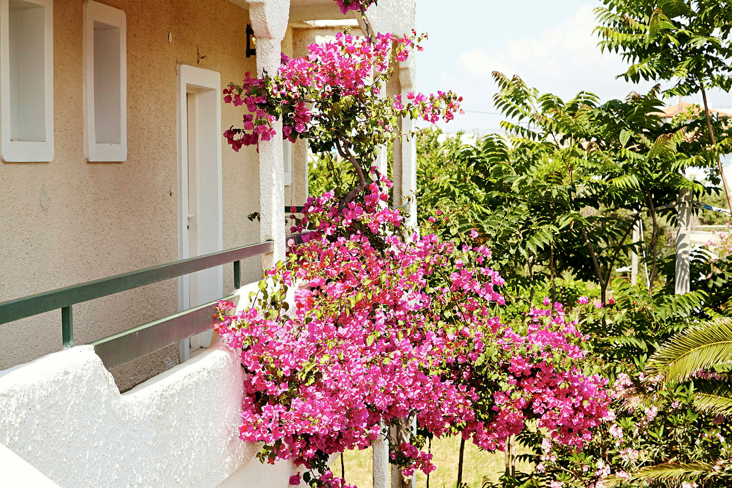 Kuvassa näkyy parveke, jossa on kukkiva bougainvillea ja vihreitä puita taustalla. (Tekoälyn luoma teksti)
