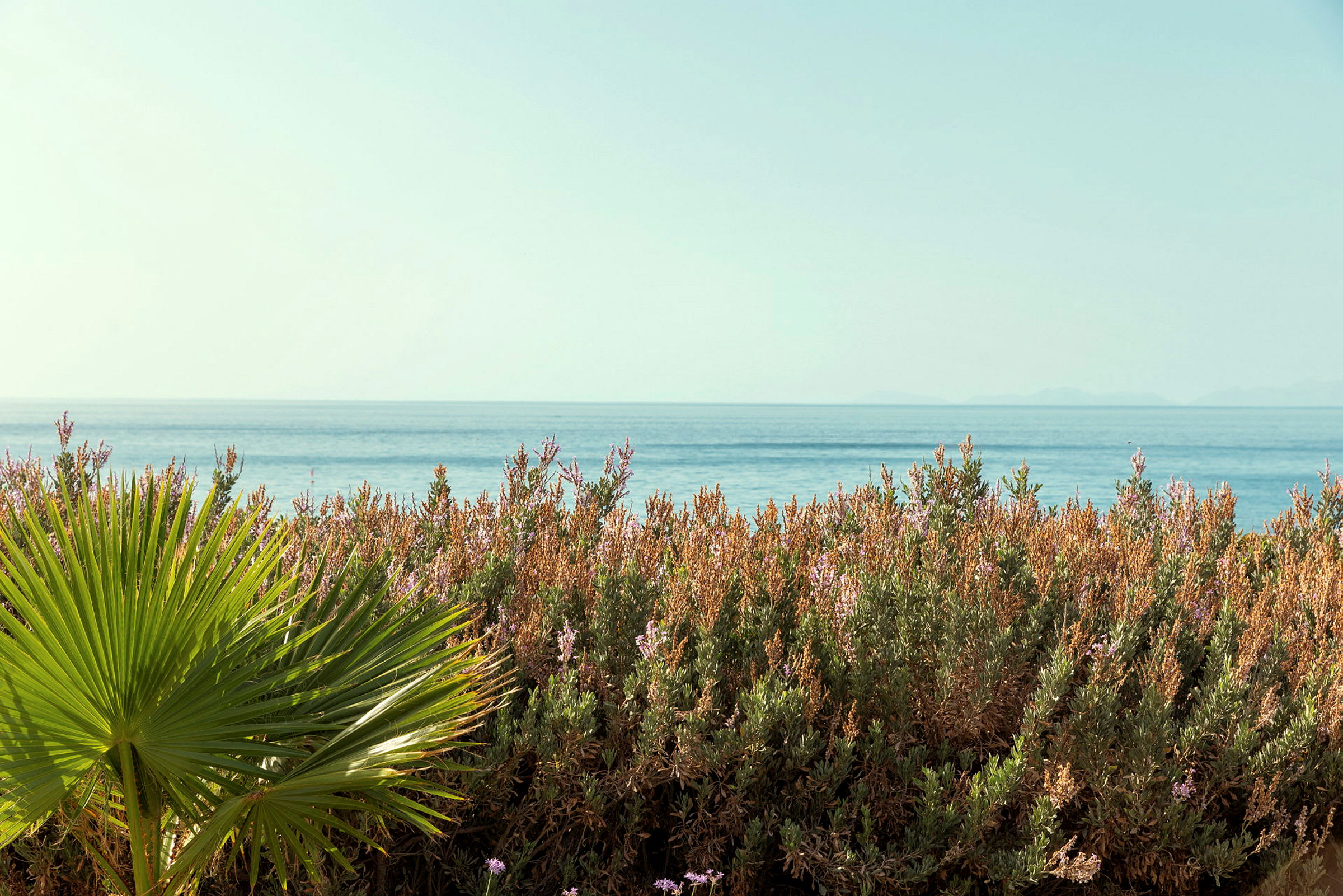 Palmulehti ja kukkivia pensaita meren rannalla. (Tekoälyn luoma teksti)