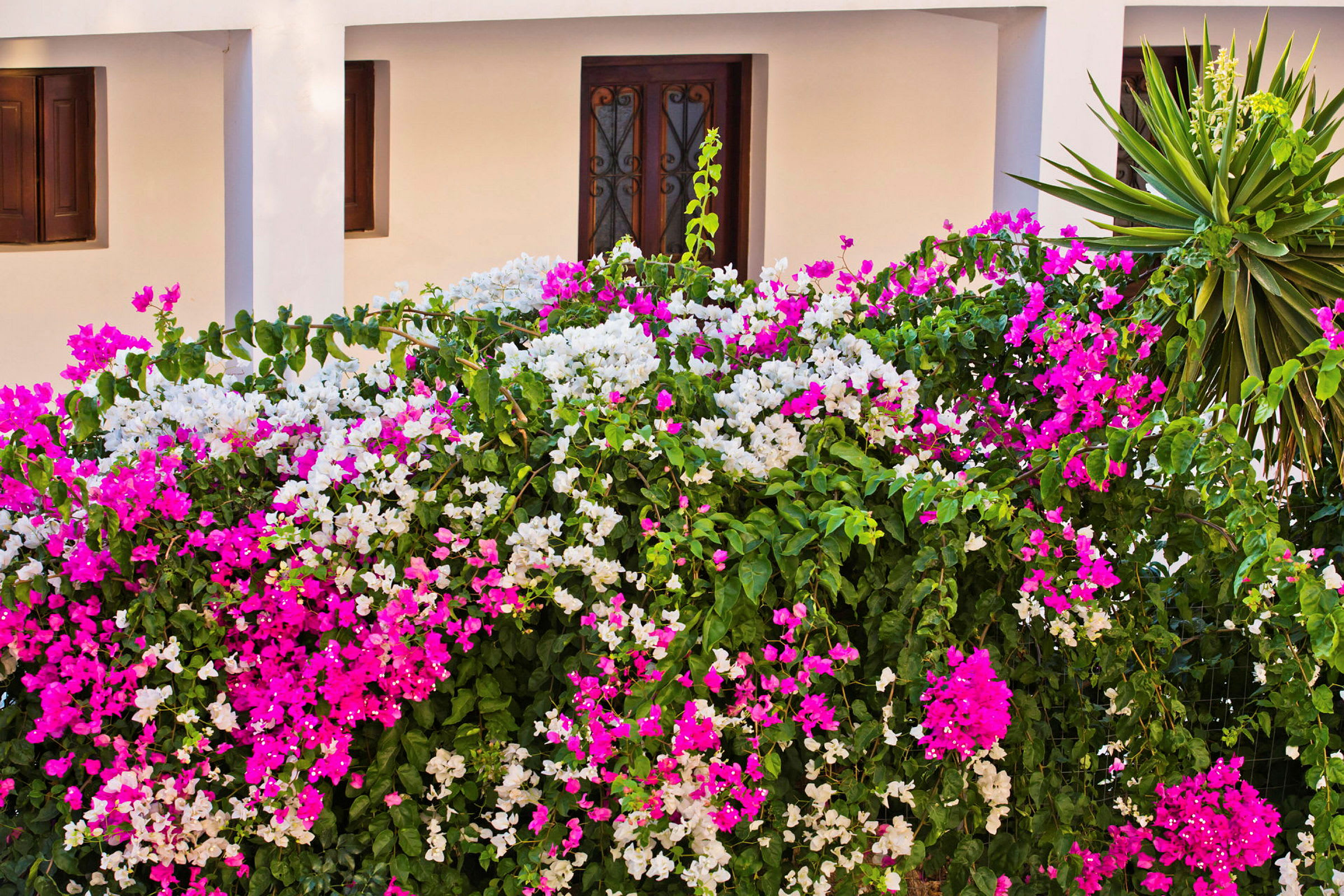 Valkoinen rakennus, jonka edessä kukkiva bougainvillea-pensas vaaleanpunaisilla ja valkoisilla kukilla. (Tekoälyn luoma teksti)