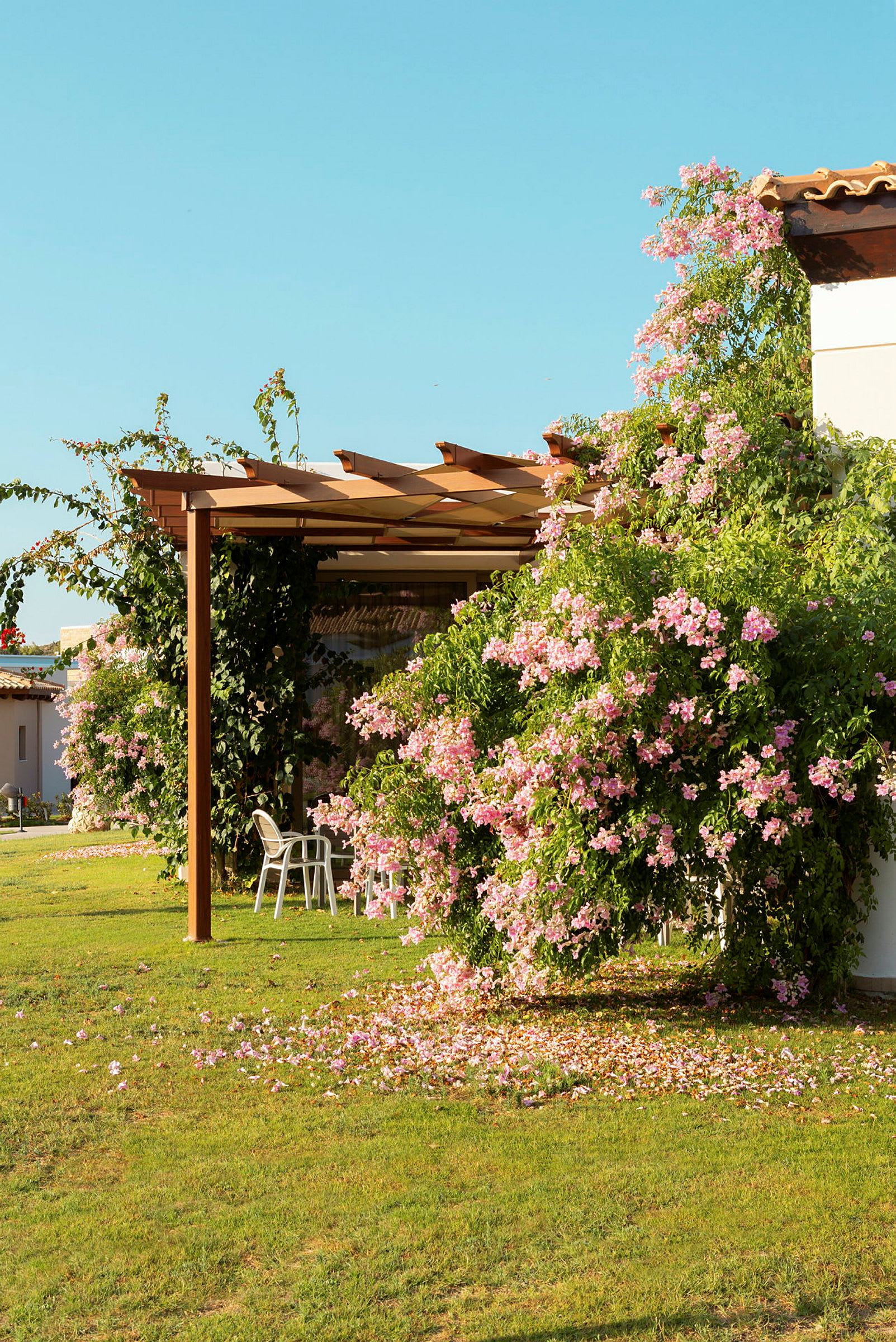 Pergola, jossa on kiipeilykasveja ja vaaleanpunaisia kukkia. (Tekoälyn luoma teksti)