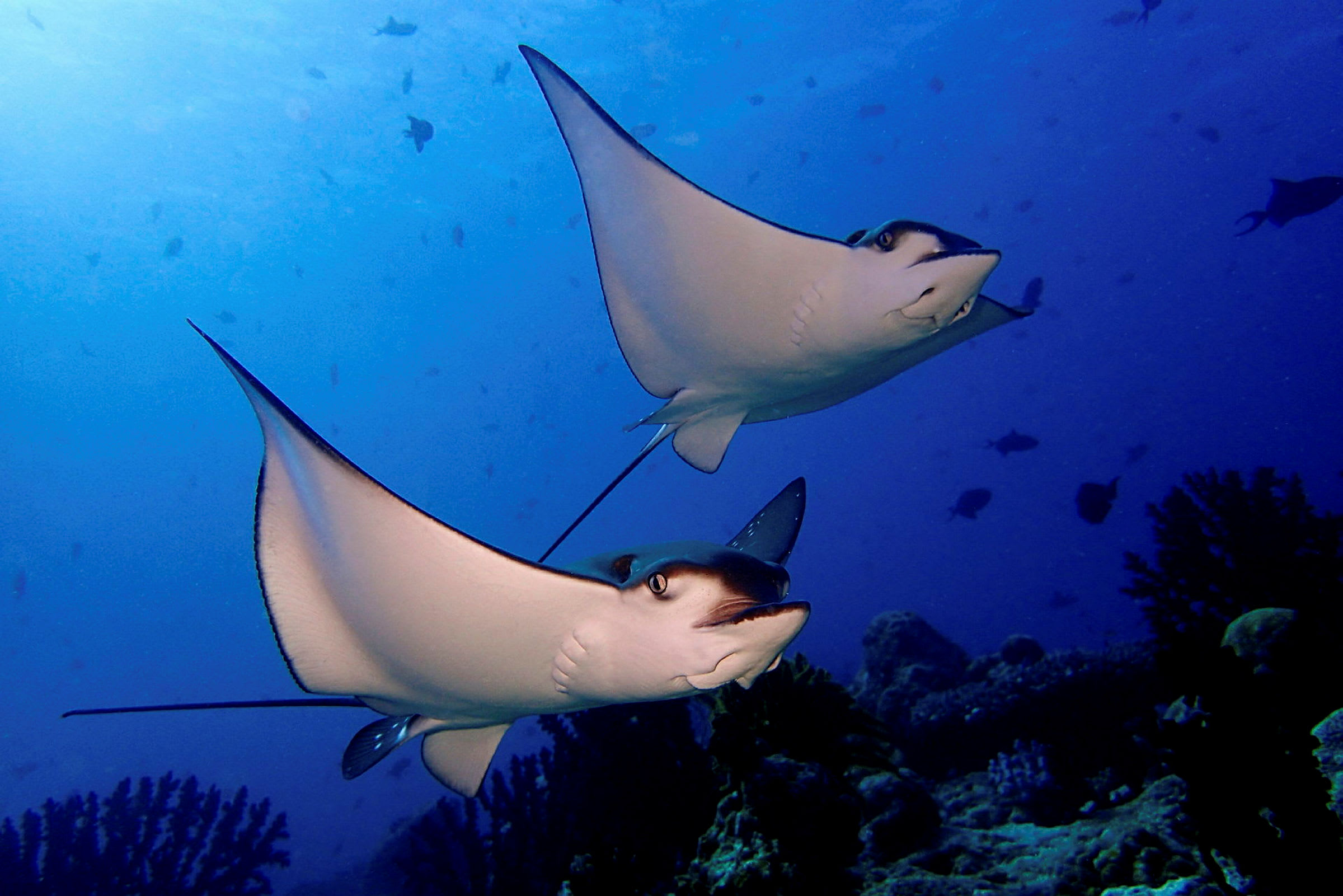 Kaksi kotkarauskua ui meressä lähellä merenpohjaa. (Tekoälyn luoma teksti)