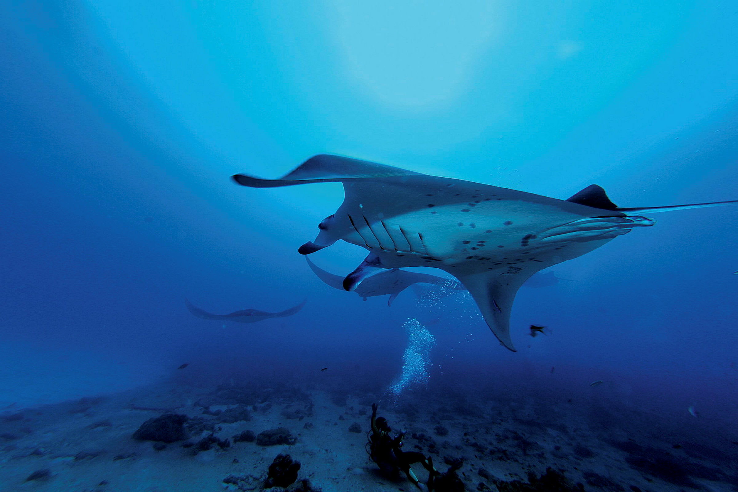 Sukeltaja veden alla mantarauskujen ympäröimänä. (Tekoälyn luoma teksti)