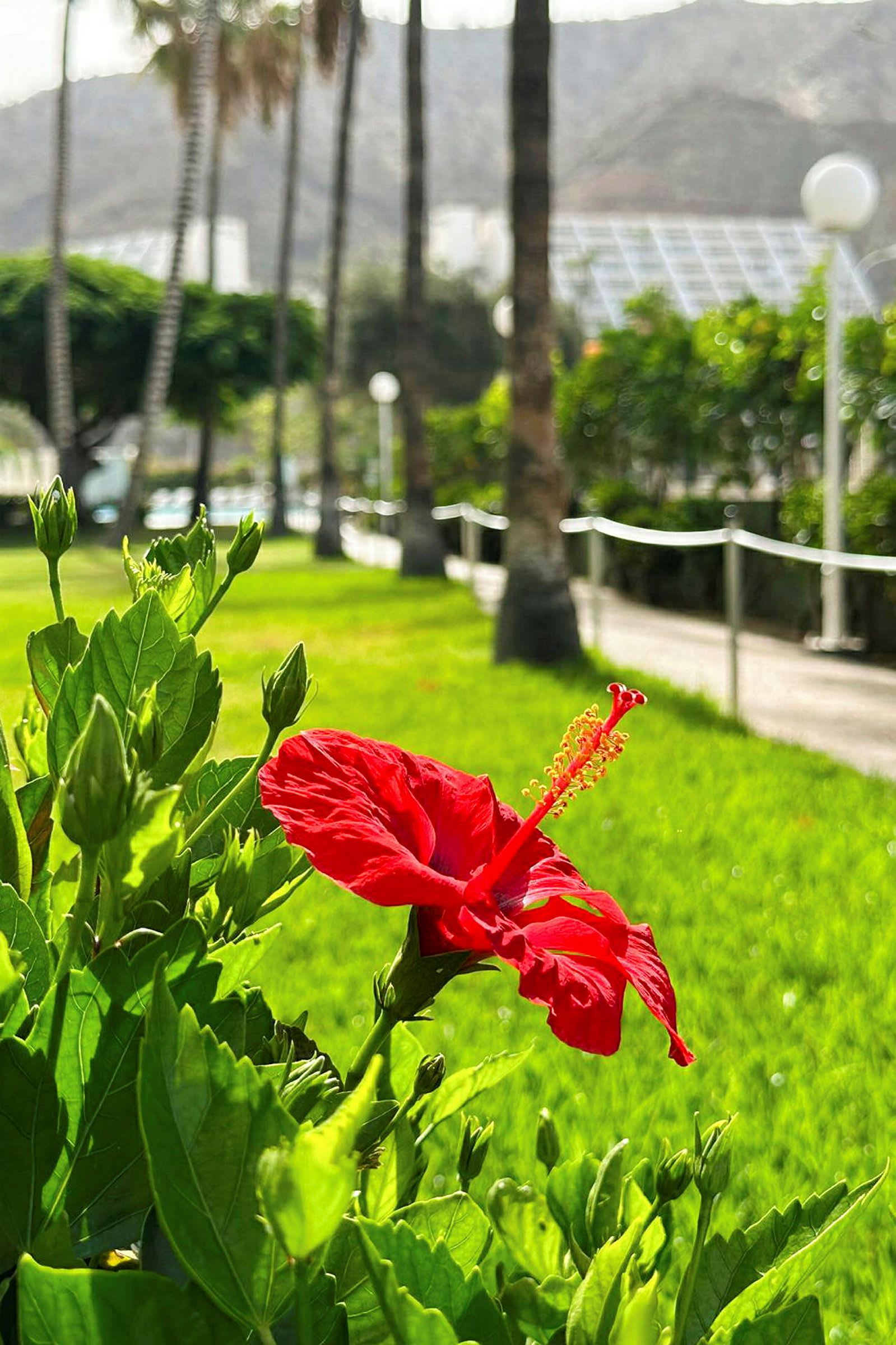 Lähikuva punaisesta hibiskuskukasta vehreässä puutarhassa. (Tekoälyn luoma teksti)