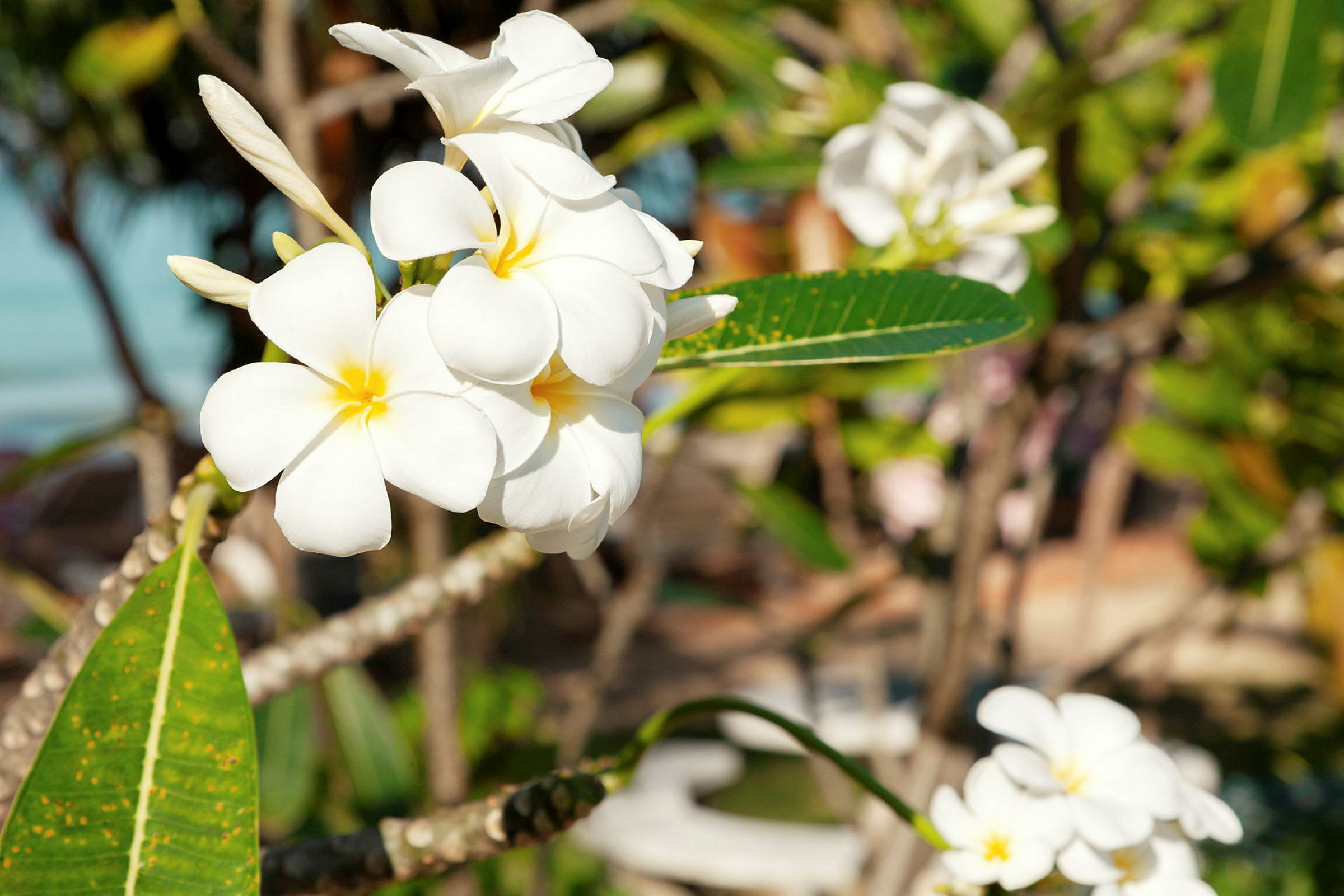 Lähikuva valkoisista frangipani-kukista, joiden keskellä on keltainen väri, ympäröitynä vihreillä lehdillä. (Tekoälyn luoma teksti)