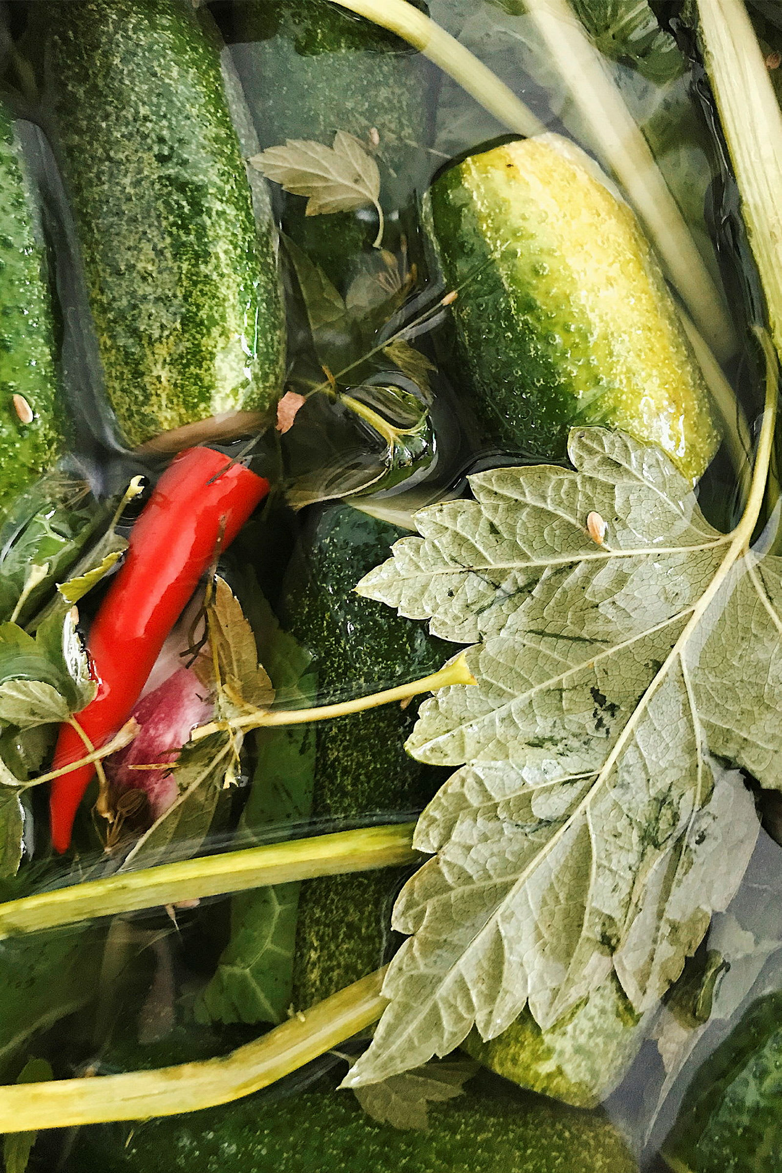 Kuvassa vihreitä kurkkuja, punainen chili ja vihreitä lehtiä nesteastiaan asetettuina. (Tekoälyn luoma teksti)