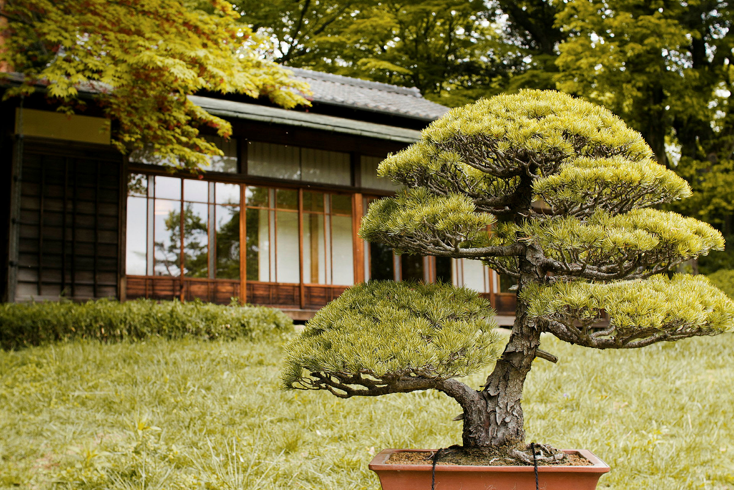 Bonsai-puu ruukussa perinteisen puukodin edustalla vihreän puutarhan ympäröimänä. (Tekoälyn luoma teksti)