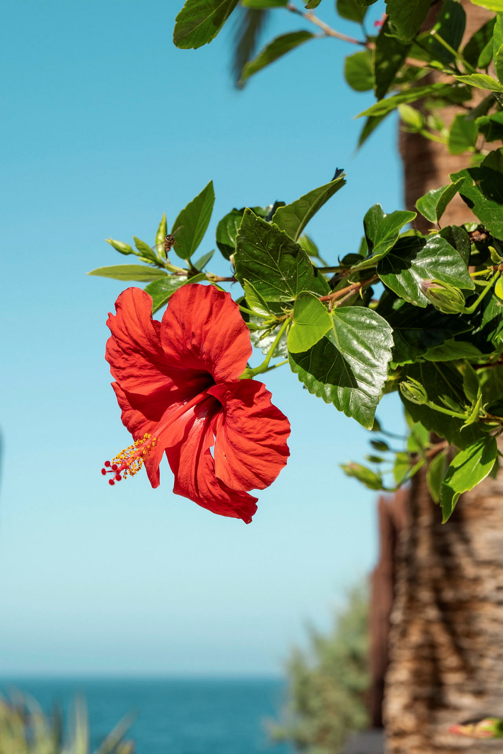 Punainen hibiskuskukka taustalla taivas ja meri. (Tekoälyn luoma teksti)