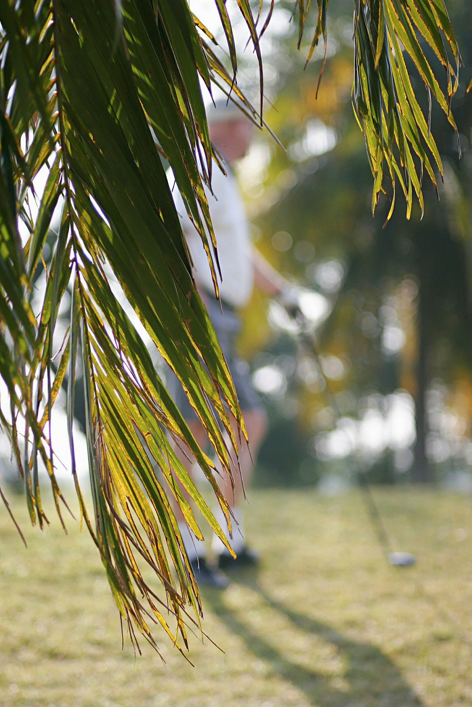 Lähikuva palmulehdistä, taustalla epäselvä golfpelaaja. (Tekoälyn luoma teksti)