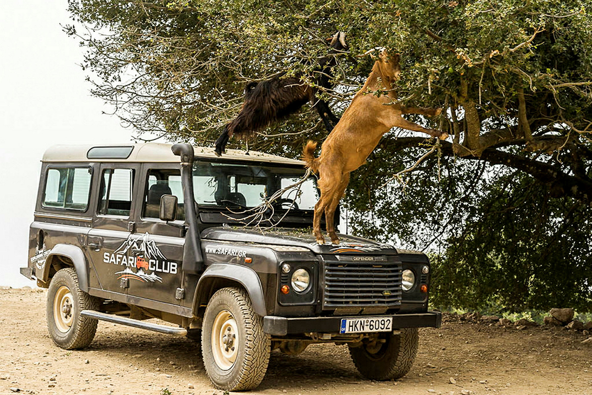 Safari-maastoauto on pysäköity puun alle, jossa on vuohia. Yksi vuohista kiipeää auton konepellille ja ulottuu puuhun. (Tekoälyn luoma teksti)