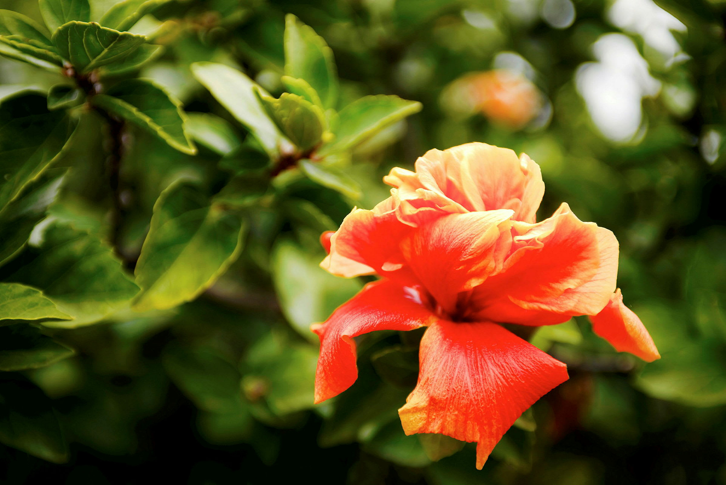 Lähikuva oranssista hibiskuskukkasta, taustalla vihreitä lehtiä. (Tekoälyn luoma teksti)