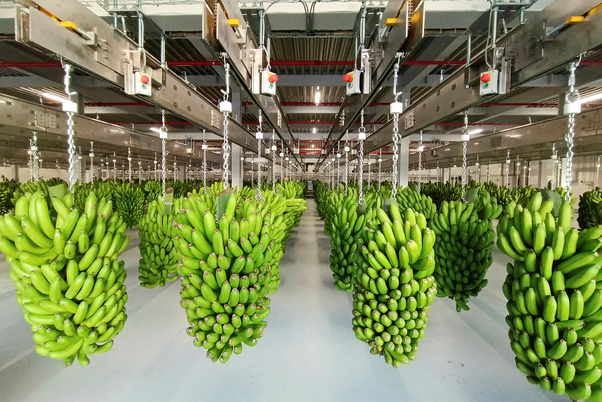 Tuoreet vihreät banaanitertut roikkuvat järjestettyinä varastotilassa. (Tekoälyn luoma teksti)
