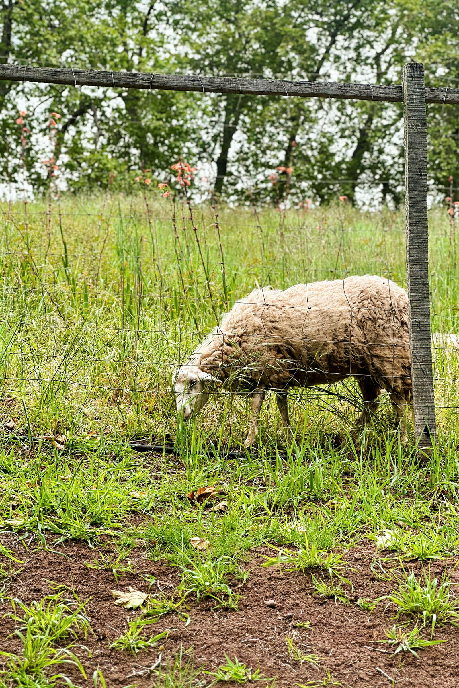 Lammas syö ruohoa aitauksessa, jossa on kasvillisuutta ja puita taustalla. (Tekoälyn luoma teksti)