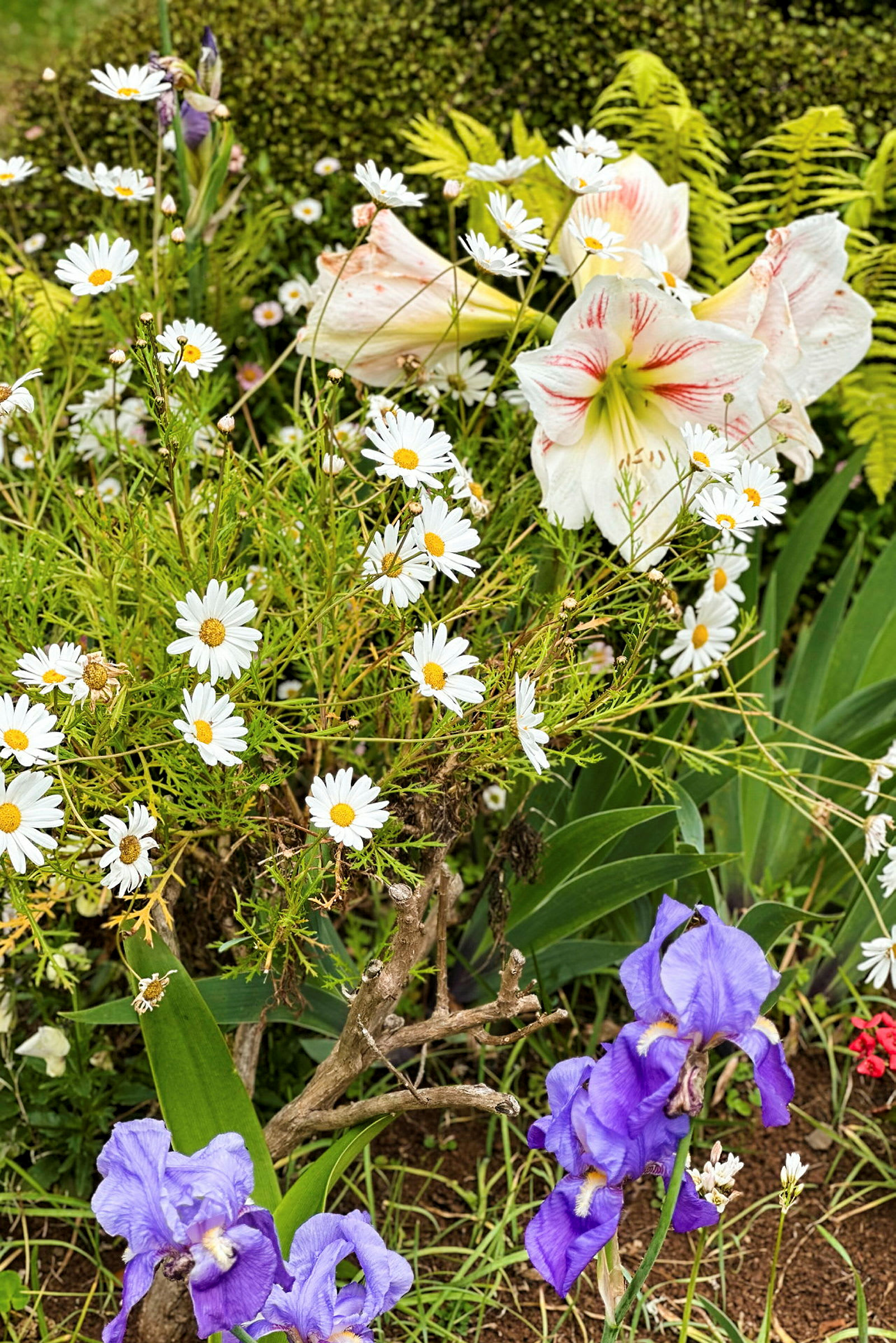 Puutarha, jossa valkoisia päivänkakkaroita, violetteja iiriksiä ja valko-punaisia amaryllis-kukkia vihreää taustaa vasten. (Tekoälyn luoma teksti)