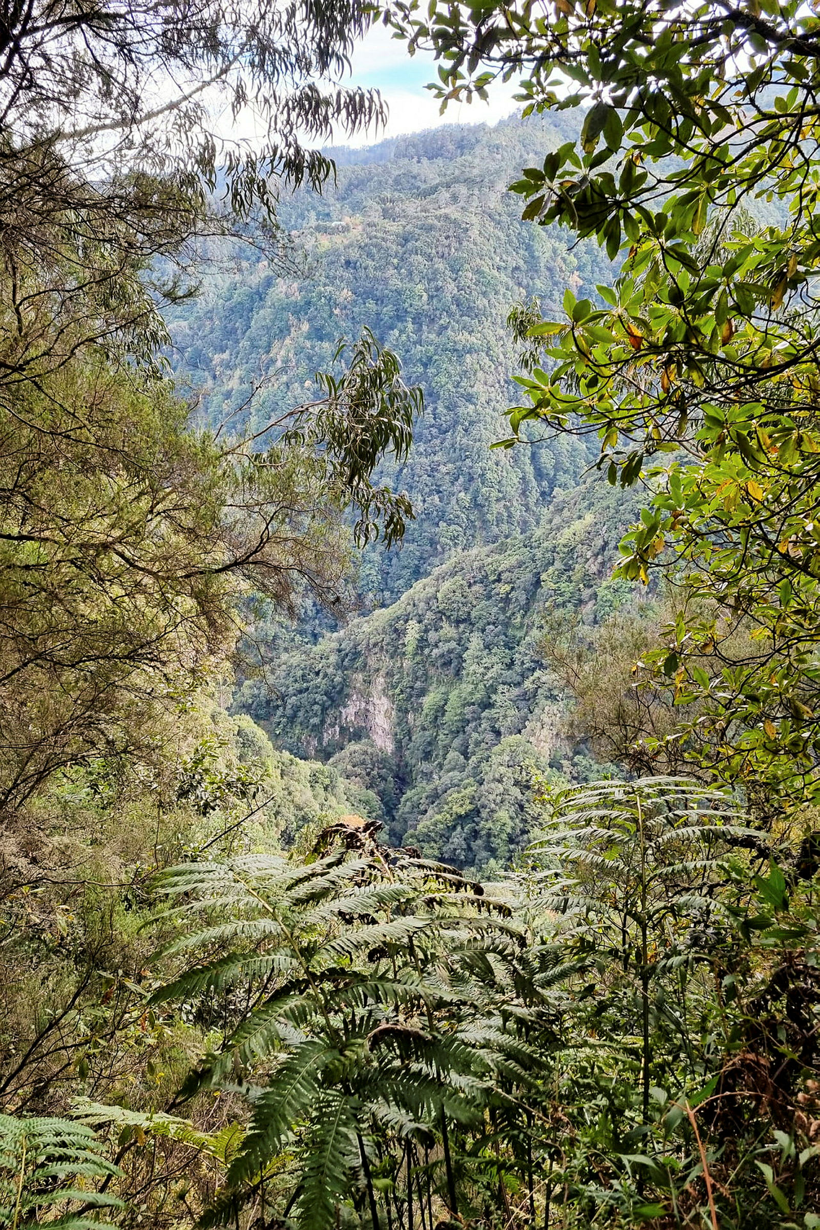 Levada do Rei tarjoaa yhden Madeiran kauneimmista levadavaelluksista