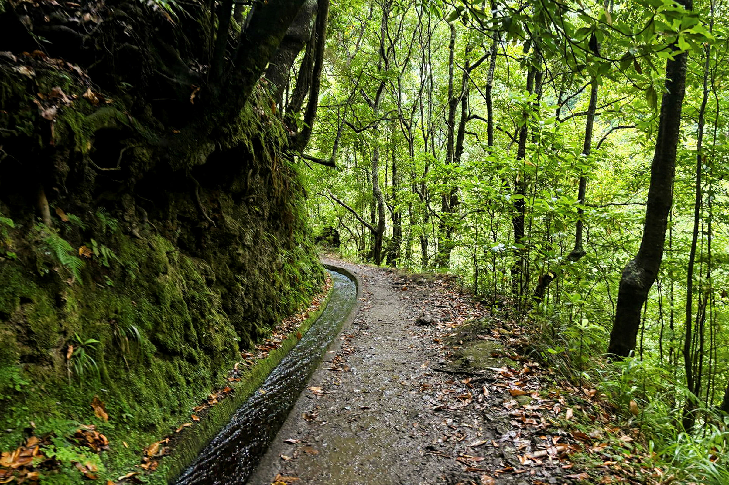 Levada do Rei on luonnonkaunis vaellusreitti Madeiran vehreän laakeripuumetsän läpi
