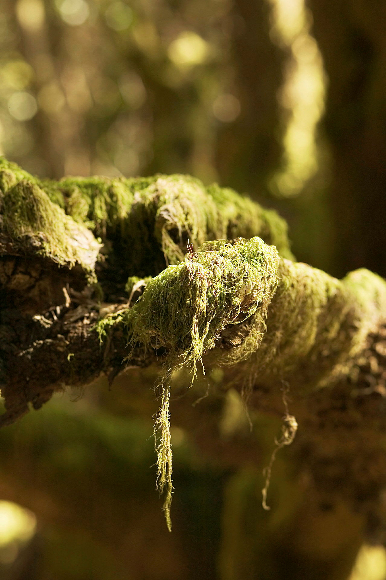 Lähikuva oksasta, joka on peitetty vihreällä sammalella ja taustalla epäselvä metsä. (Tekoälyn luoma teksti)
