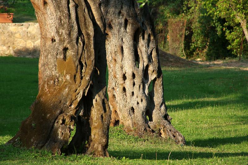 Terassi