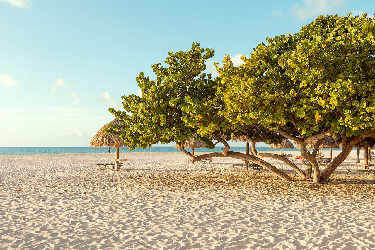 Manchebo Beach Resort and Spa -hotellin ranta